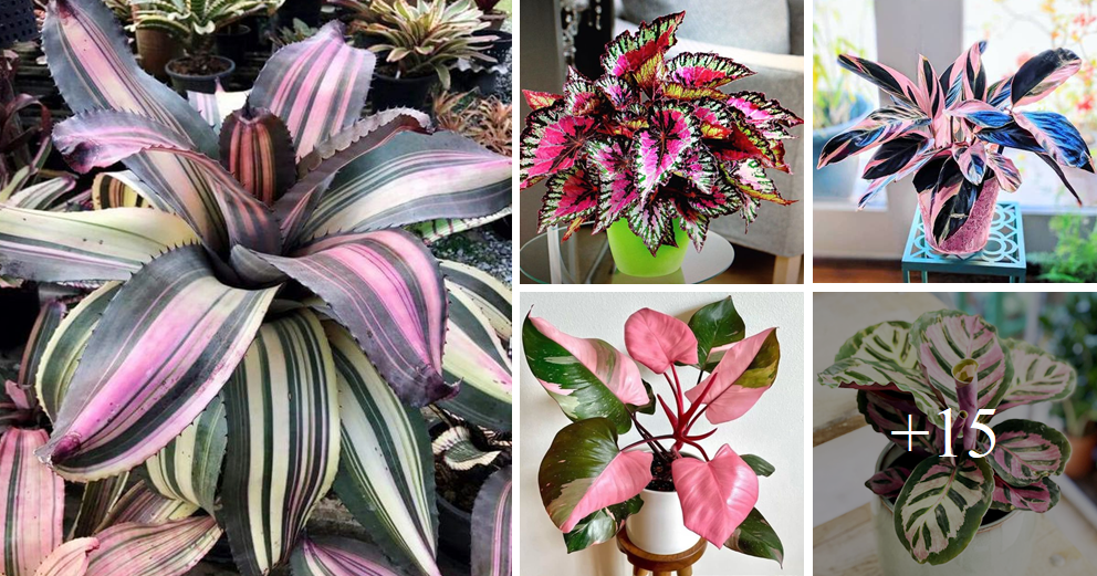 Amazing tricolor plants and flowers for this spring