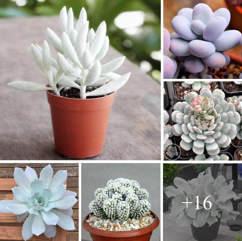 How to grow and decorate your home with white succulents