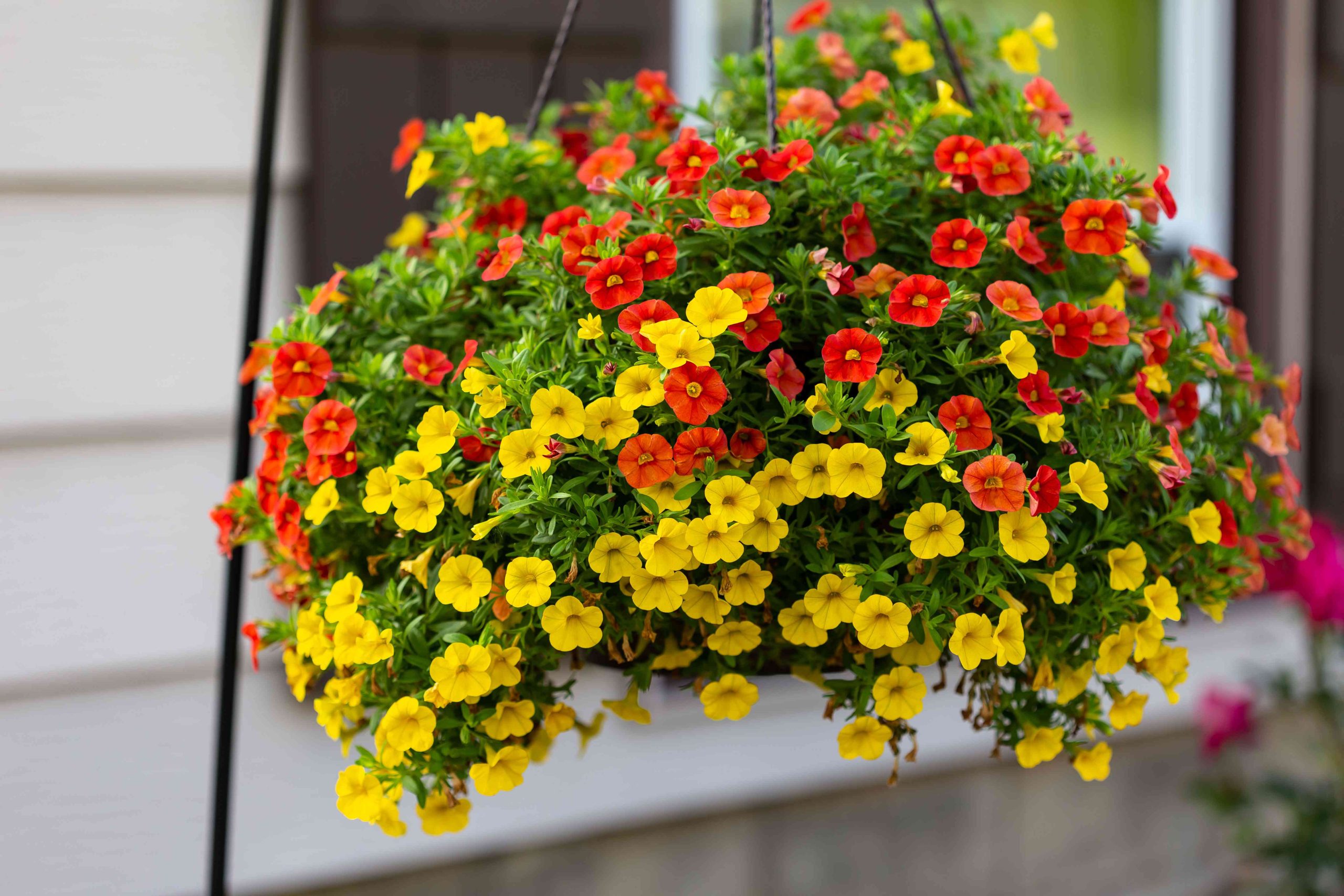 wide-view-of-a-hanging-basket-of-million-bells-flowers-1157114890-536a70b0ca6b467bae0c4709fb5bee88