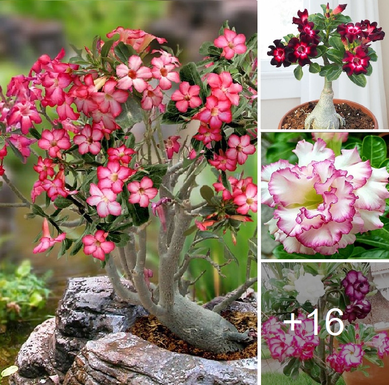How to grow and care for Adenium at home