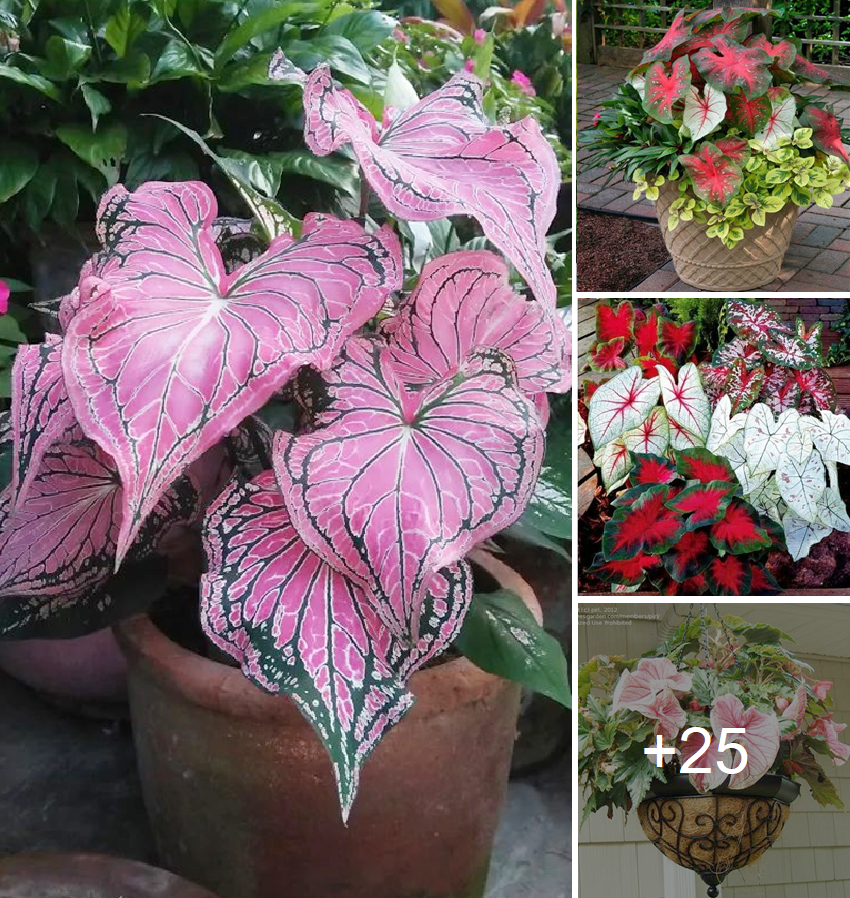 How to grow and care for Caladiums