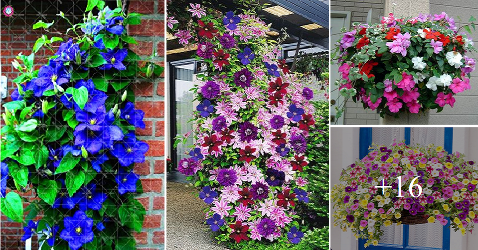 Adorn your pergolas and gardens with flowering vines