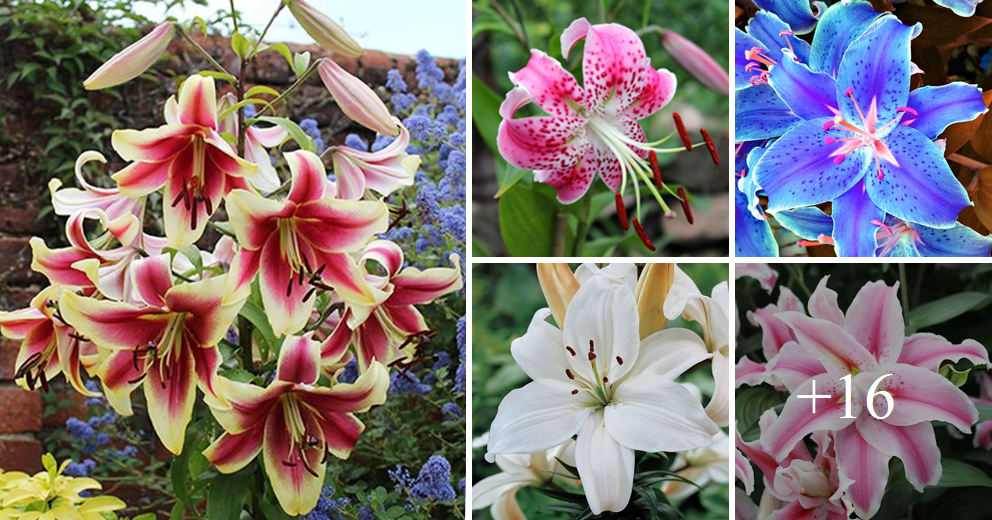 How to grow lilies froм seed. Best 16 colors..