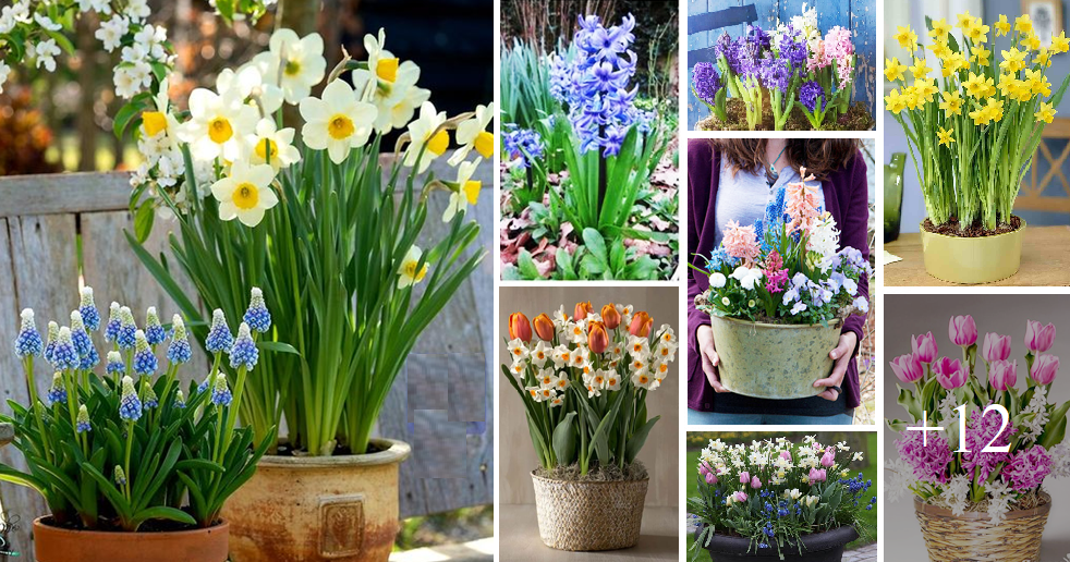 How to grow Hyacinths from bulbs the easy way