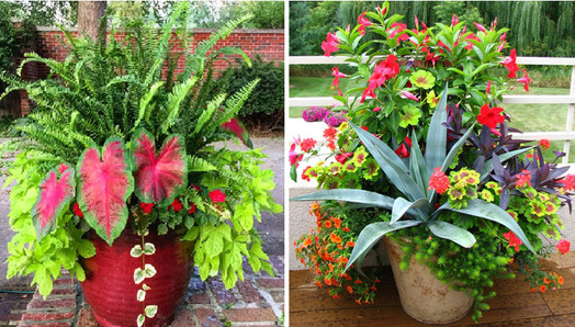 Charming planter design ideas for this spring