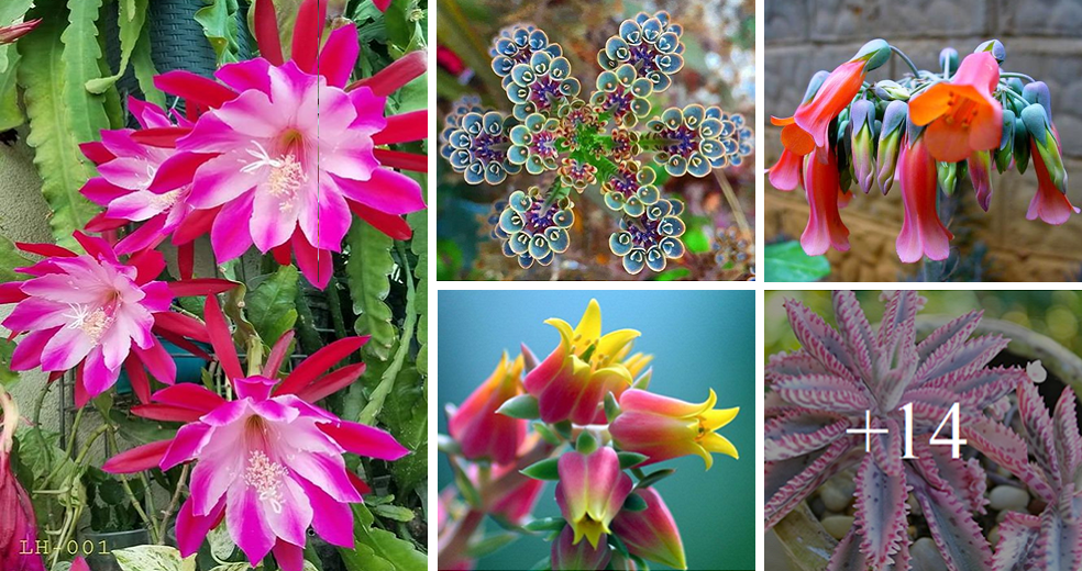 Amazing flowering succulent types to grow this spring