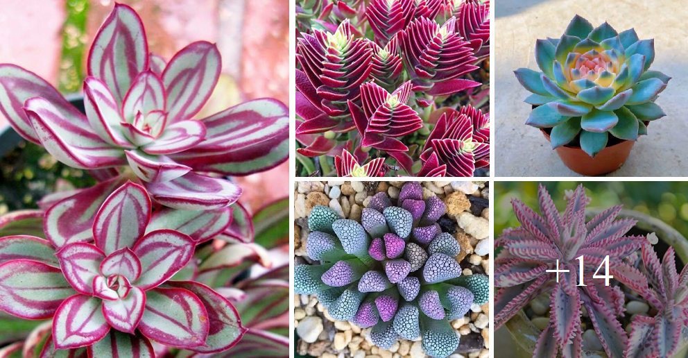 Add charm to your home by planting rare succulents