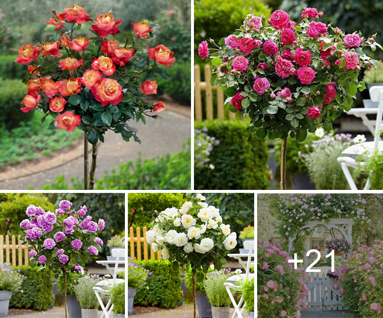 How to adorn your garden with rose trees this spring