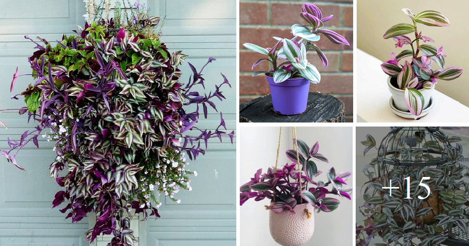 How to grow and care for Tradescantia the easy way this summer