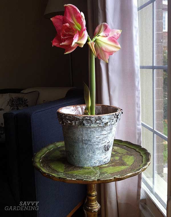 This contains an image of_ Plant an Amaryllis_yythk