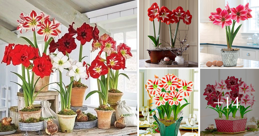 How to grow amaryllis from bulb