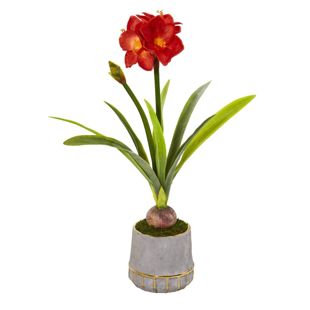 “Growing Amaryllis: Tips and Tricks for Creating Beautiful Blooms ...