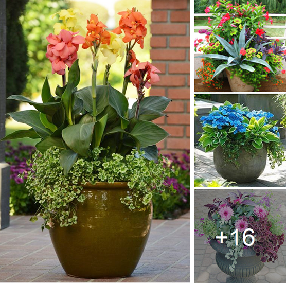 Amazing ideas for perfect planter gardening
