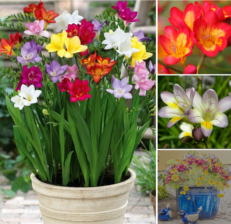 How to plant grow and care for Freesias this spring