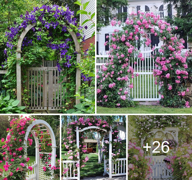 Add beauty to your trellises with vines and hanging baskets