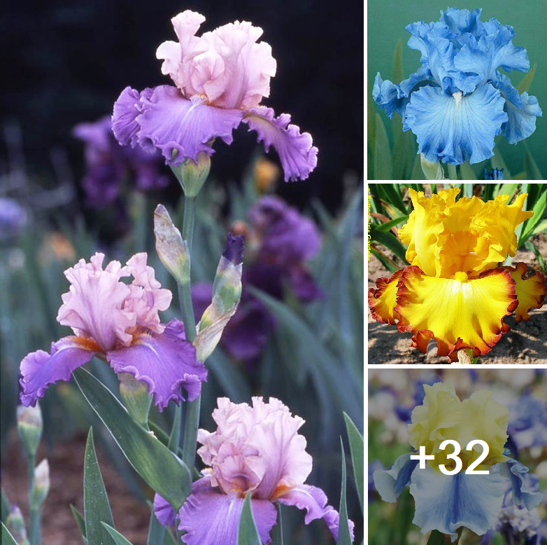 How to grow border irises