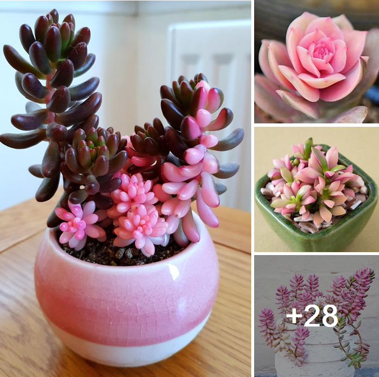 Eye-catching 24+ pink blue succulents to plant this spring