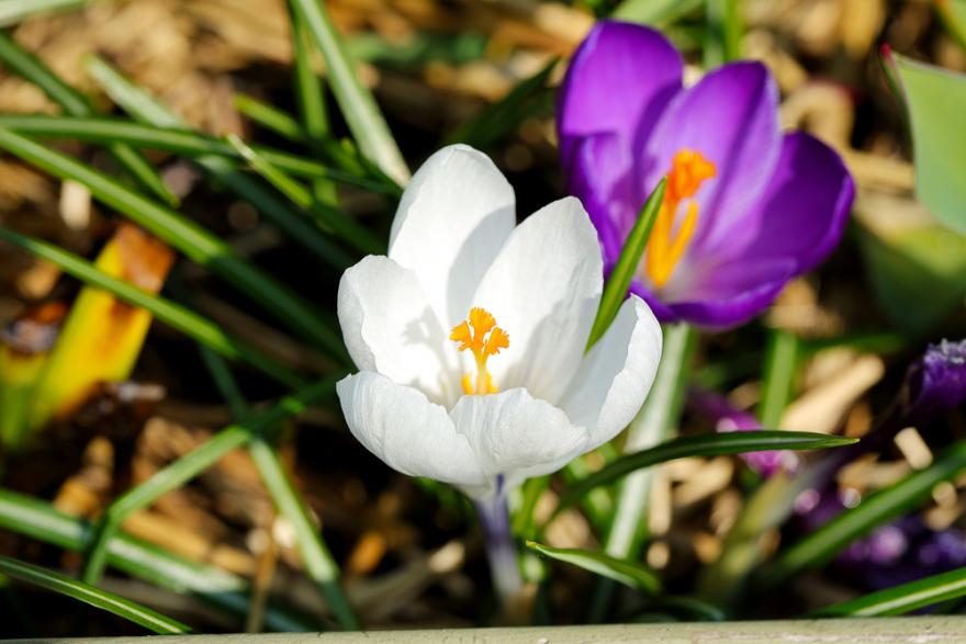 How to grow colorful crocuses from seed easily
