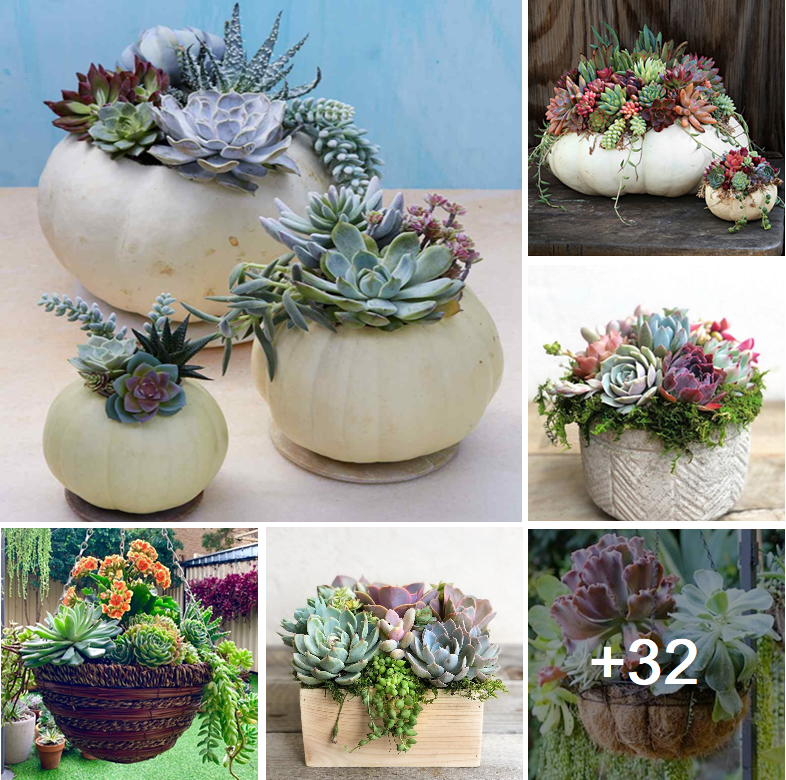 Amazing diy succulent planters and rare succulents that will add beauty to your home