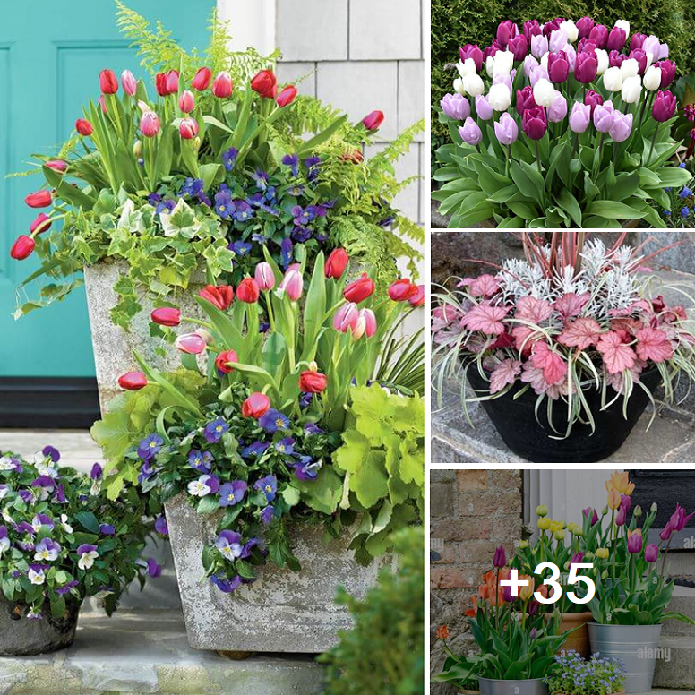 How to plant grow and care for tulips