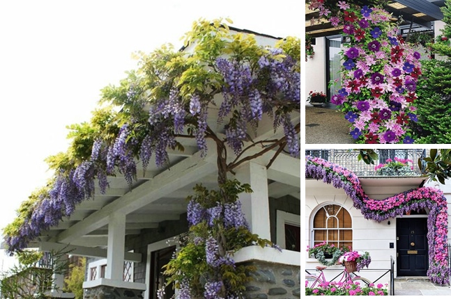 Add charm to your pergola with flowering vines.. Gorgeous types