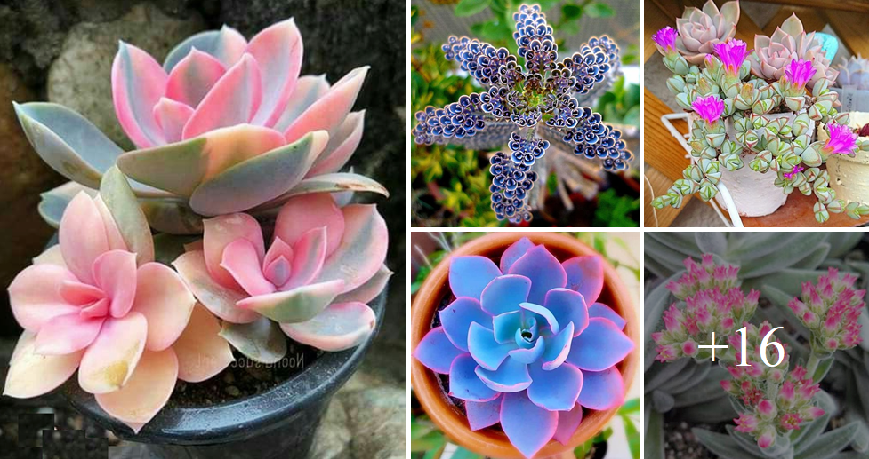 Rare blue succulent species that can add sparkle to your home