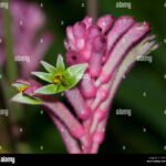 close up of green and pink furry flowers of anigozanthos species kangaroo D1X9PE