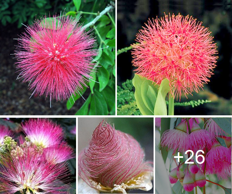 Amazing types of furry flowers you can consider growing this summer