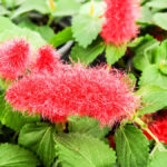 fuzzy red chenille flower cynthia woods