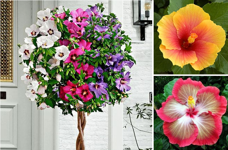 How to grow and care for Hibiscus