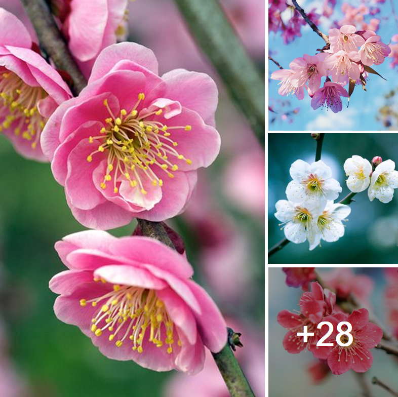 Plum Blossoms A Celebration of Beauty and Resilience