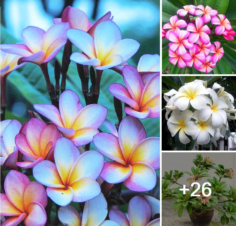 Growing and caring for colorful Plumeria flowers