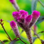 purple furry flower 10175982