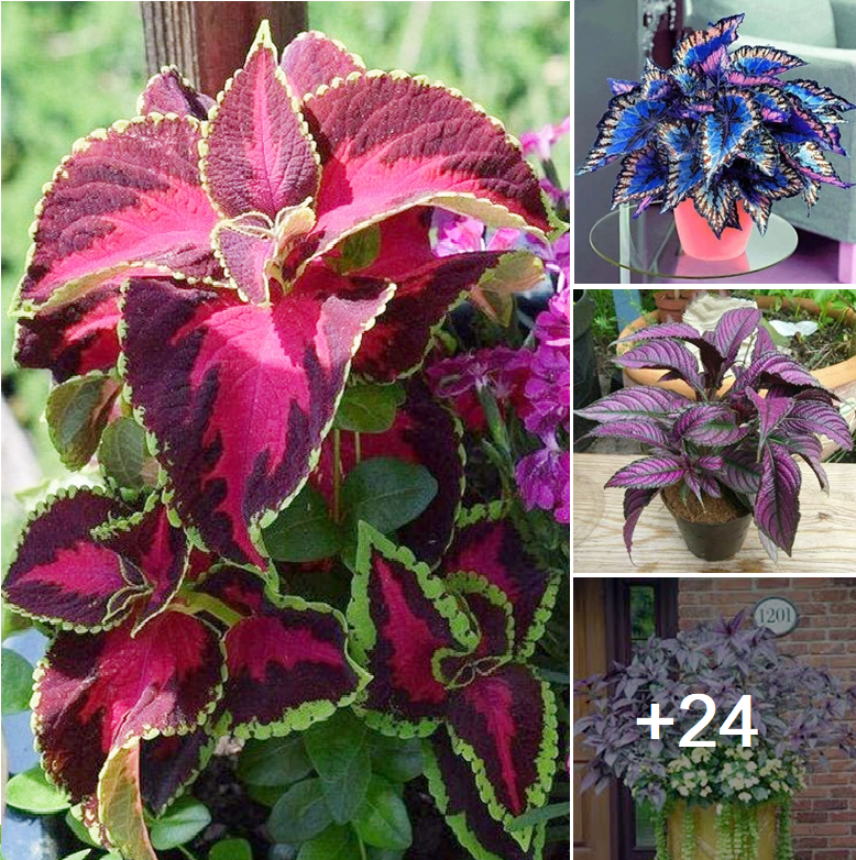 Most popular purple leaved plant species