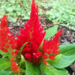 red fuzzy flower cluster by apotheosisofedd dccu7ia fullview