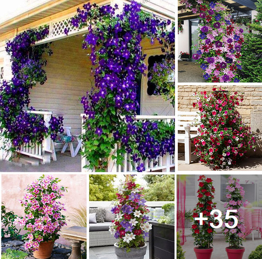 How to grow Clematis from seed. Add sparkle to your porch…