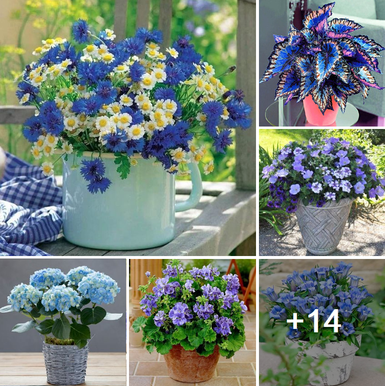 Amazing blue flower species will add charm to your home