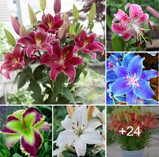 How to grow lilies from seed. Best colors..