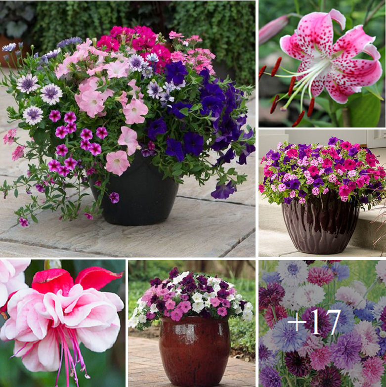 Amazing 15+ purple and pink flowers types you can grow easily
