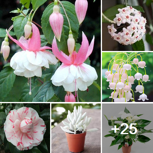 Amazing white blooming house plants will add charm to your home