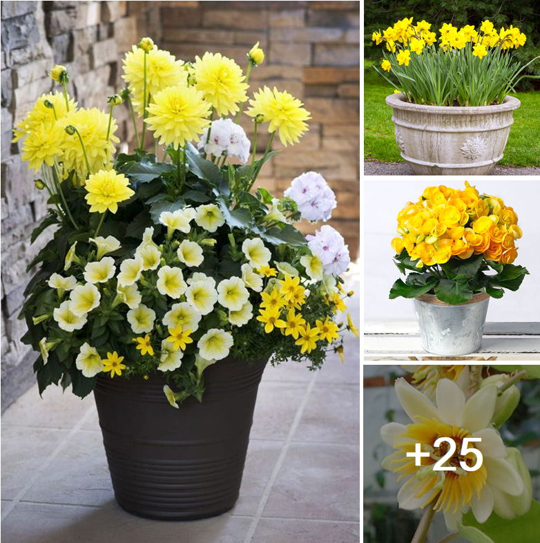 Amazing types of yellow flowers for this summer