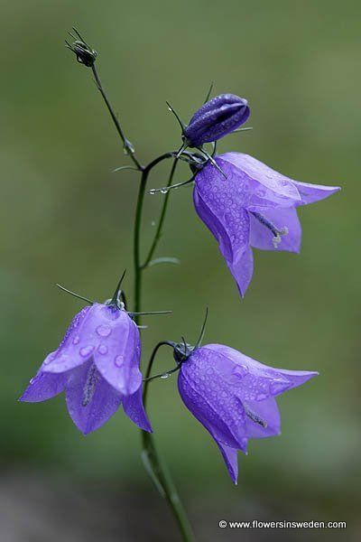 How to grow bluebells in your own garden