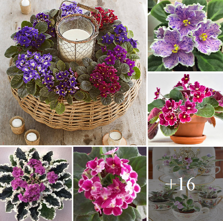 Add charm to your home with colorful african violets