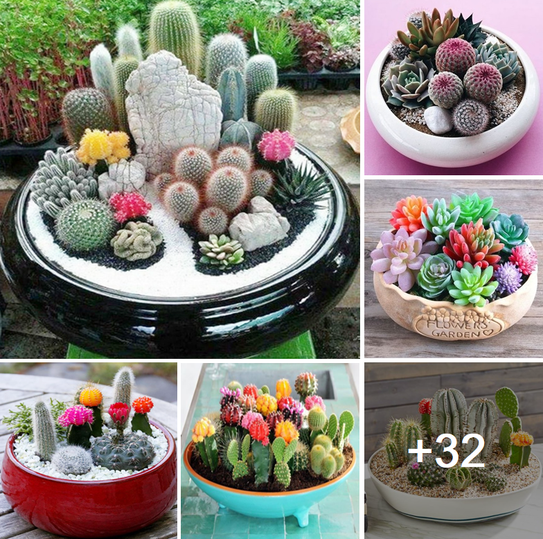 How to design a charming cactus dish garden