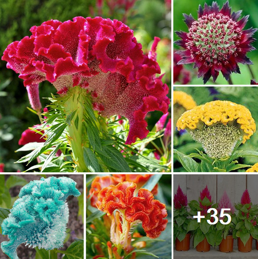 How to grow amazing colorful celosia flower in your garden