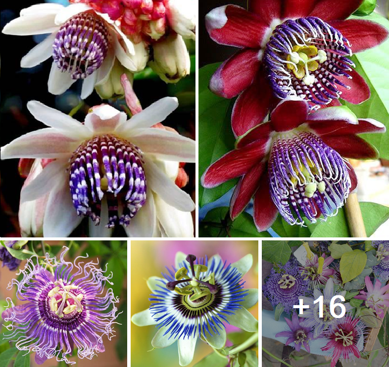 How to grow Passiflora from cuttings and seeds