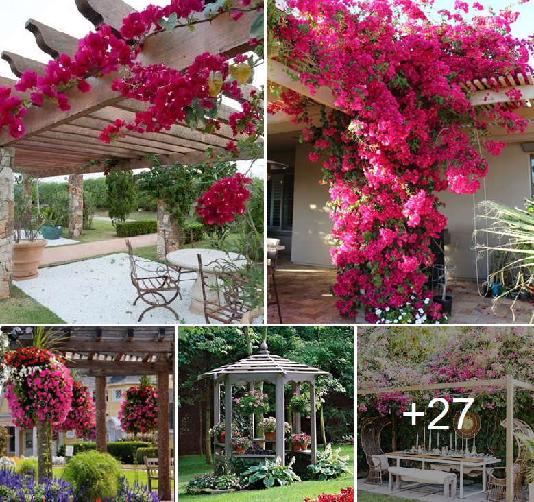 Cheer up your pergola with flowering vines