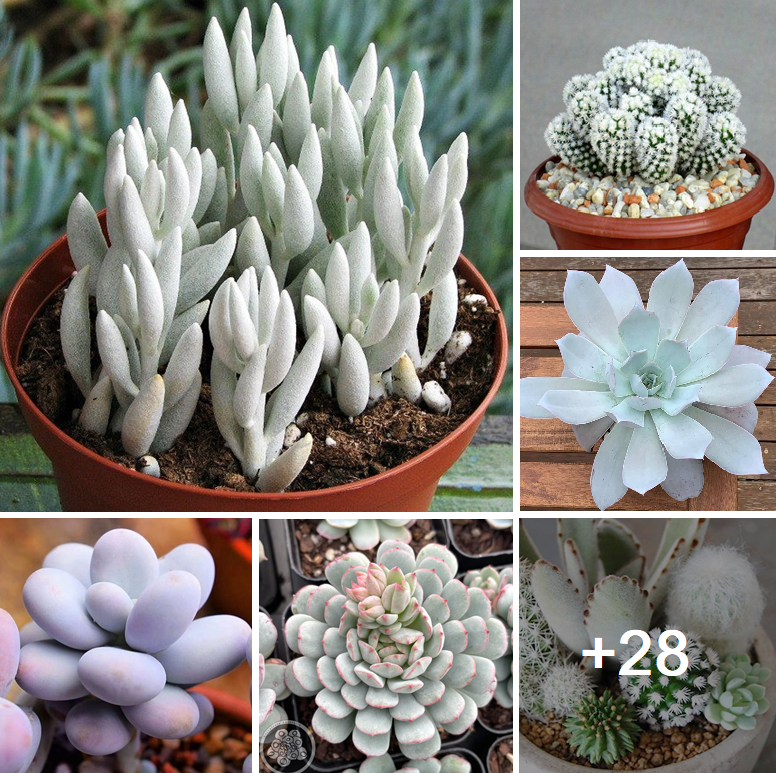 How to add sparkle to your home with white succulents