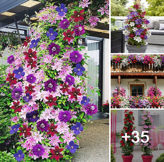 Planting a colorful clematis for your backyard