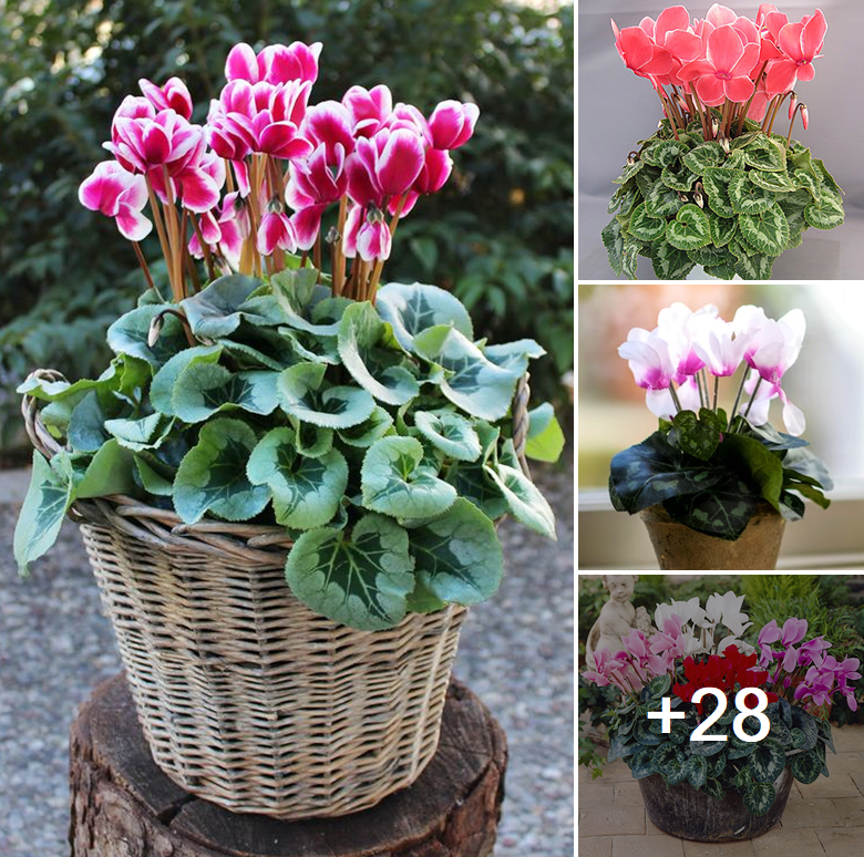 How to grow cyclamen types this year
